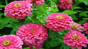 Изящная цинния