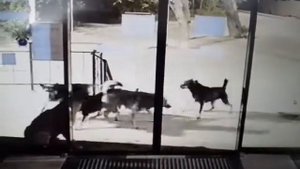 Собаки бой 5 против 1