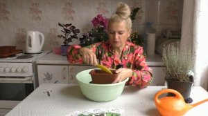 Какие пряные травы можно вырастить дома