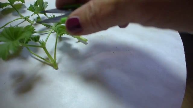 2 подкормки пеларгонии -чудо-результат они цветут ярко, пышно и долго! смотреть онлайн