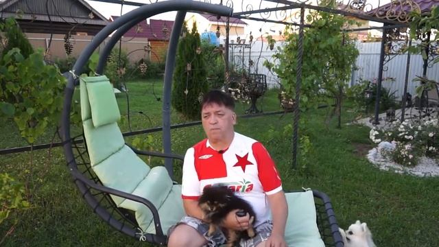 обман на АВИТО при покупке щенков померанского шпица смотреть онлайн