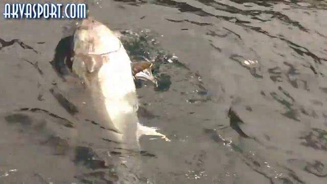 Риболов на риба-тон в Егейско море 2014 (Bluefin Tuna 40kg)