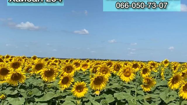 Соняшник Хайсан 254 стан на 20 серпня смотреть онлайн