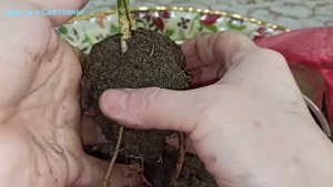 Финиковая пальма, выращенная из финиковой косточки. Пересадка.