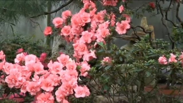 Ботанический Сад - Азалии смотреть онлайн