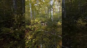 Охота на Изюбря. Собаки сработали изюбря во время рёва.