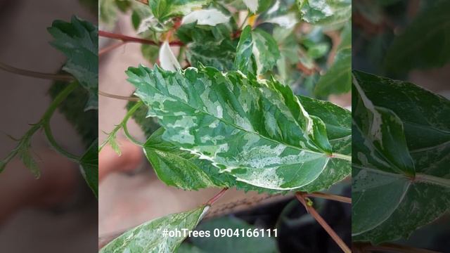 Hibiscus rosa-sinensis variegata leaves at #ohtrees смотреть онлайн