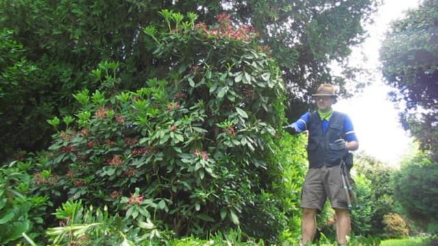~ E23 ~ Rhododendron Trim - Pruning Advice ~ смотреть онлайн