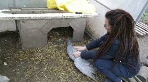 Взвешивание индоуток, обзор семьи окрас серебро