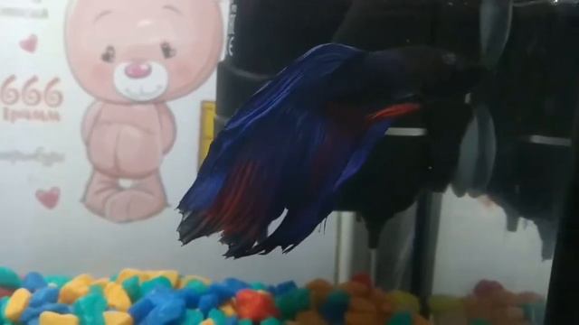 белые пятна у рыбки петушка Betta Splendens