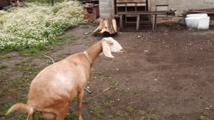 КАК МЫ С КОЗОЙ В УАЗЕ ЕХАЛИ/ КУПИЛ ИМПОРТНУЮ КОЗУ/