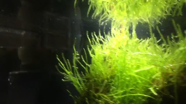 UPDATE!!! Progressive GROWTH OF JAVA MOSS. смотреть онлайн