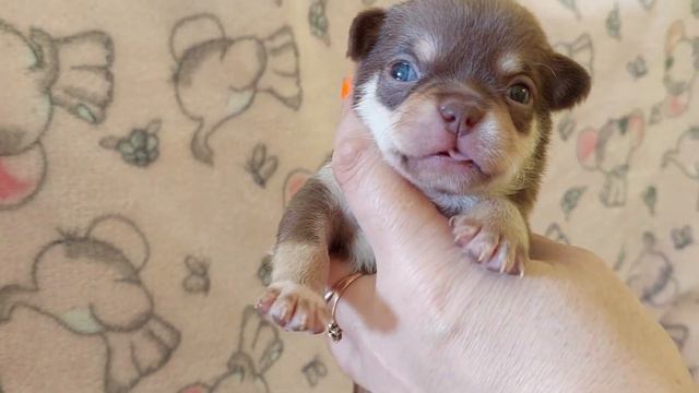 Боржоми Тарантинович ПРОДАЖА чихуахуа питомник Кастропуло Крым +79787458062 Chihuahua смотреть онлайн