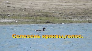 Селезень кряквы. Голос.