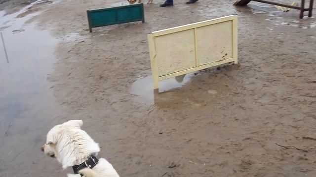 28.02.2023 г. Кинологи в приюте для бездомных животных "Лисёна". fondlisena.ru смотреть онлайн