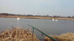 Танцы лебедей Брачное чтиво