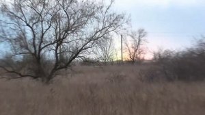 Поймал фазана в ловушку. Намок фазан под дождём.ТОП! Охота БЕЗ ружья. Заяц ушёл из ловушки!!!