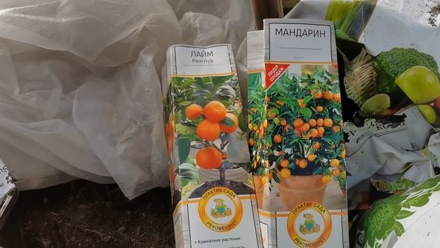 ГОРТЕНЗИЯ новые сорта в коллекции. Подготовка грунта и пересадка