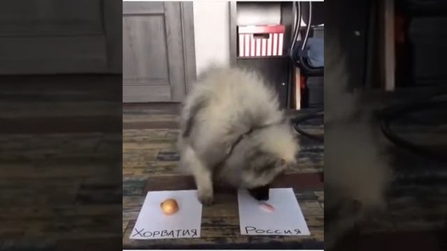 OrakulRossyiaKhorvatyia смотреть онлайн