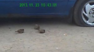 Птички которые несут яички))))))