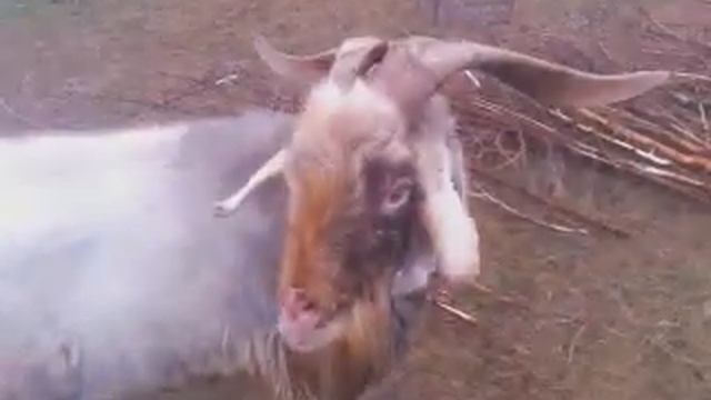 Электропастух и козлы смотреть онлайн