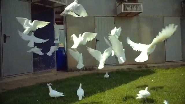 ГОЛУБИ ДЛЯ СВАДЬБЫ - 8(916)702 -11- 08 Москва смотреть онлайн