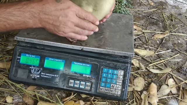 Вес гусят породы МАМУТ в 14 суток смотреть онлайн