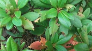 КТО ПОЕДАЕТ РОДОДЕНДРОНЫ?