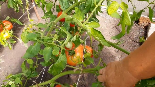 Томат: Юсуповский (Обзор) - 2023. ЛПХ "Стабильный урожай" смотреть онлайн