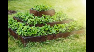 СДЕЛАЙТЕ ПОКА НЕ ПОЗДНО! Что посадить там, где росла клубника?