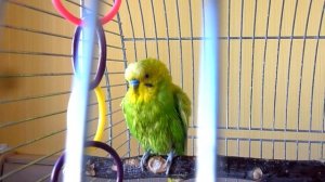 КУПАНИЕ ВОЛНИСТОГО ПОПУГАЯ В ПЕРИОД ЛИНЬКИ / УХОД И СОДЕРЖАНИЕ ПОПУГАЯ / зеленый попугайчик TV