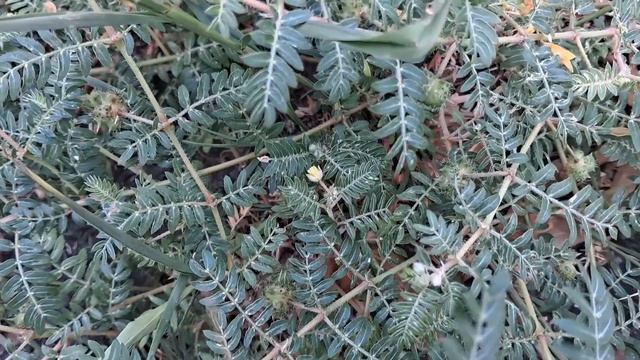 Якорцы - Растение с Уникальными Целебными Свойствами смотреть онлайн