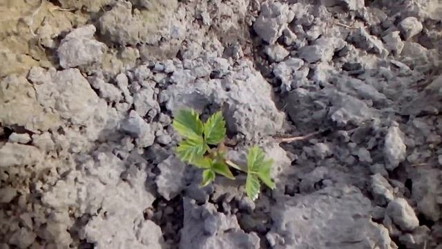 Саженцы малины из ростков
