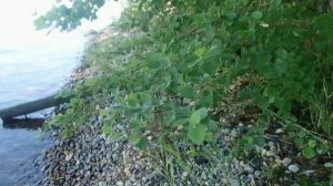 онежское озеро  весёлая поездка