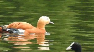 Утки  22 вида уток в одном видео и примеры их голосов