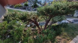 Декоративная обрезка можжевельника после обрезки. сад Марии никоновой