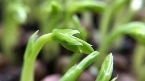 Top 5 Microgreens You Must Grow