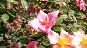 Rosa chinensis mutabilis. la rosa delle farfalle.