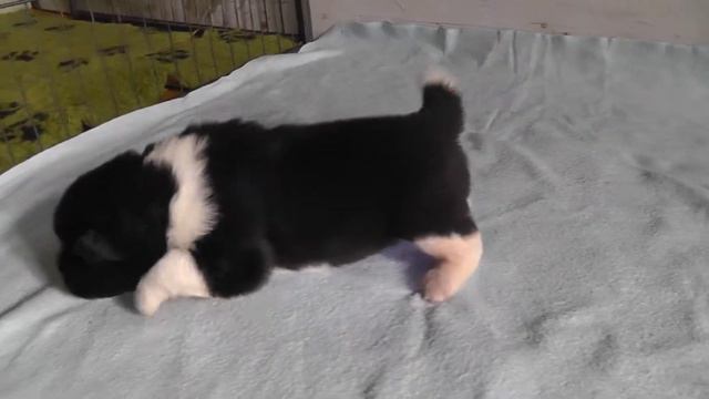 щенок мальчик № 1 смотреть онлайн