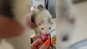 Хорёк домашний. Всеядный)