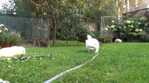 Щенки самоеда продаю!