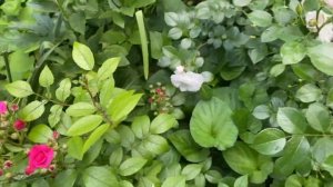 Роза Пич Аваланж???♀️???♀️?и не только...