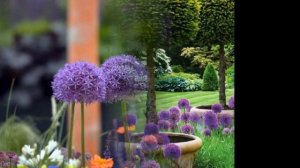 ДЕКОРАТИВНЫЙ ЛУК В ЛАНДШАФТНОМ ДИЗАЙНЕ (АЛЛИУМ) / ИДЕАЛЬНЫЙ ЦВЕТОК / decorative how in the garden