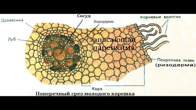 Строение и функции корня смотреть онлайн
