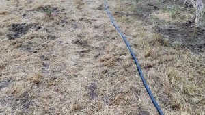 Павловния ( Paulownia ) . Как мы производим посадку саженцев павловнии