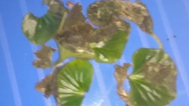 Бегония вечноцветущая зимой уход смотреть онлайн