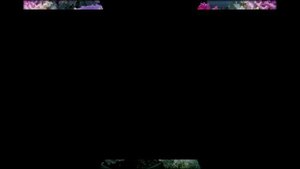 Брасика цветы