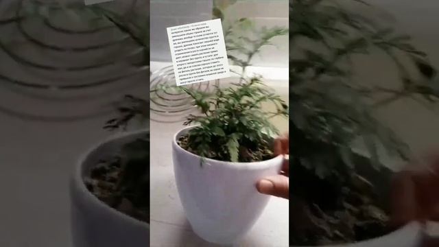 ПРО ФИТИЛЬНЫЙ ПОЛИВ В ОПИСАНИИ, а про кашпо в следующем видео) #фитиль #полив #правилауспеха