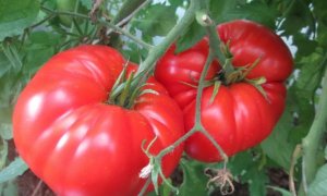 МОИ ЛУЧШИЕ КРУПНОПЛОДНЫЕ,УРОЖАЙНЫЕ И ВКУСНЫЕ ТОМАТЫ ЭТОГО СЕЗОНА.(1ч)