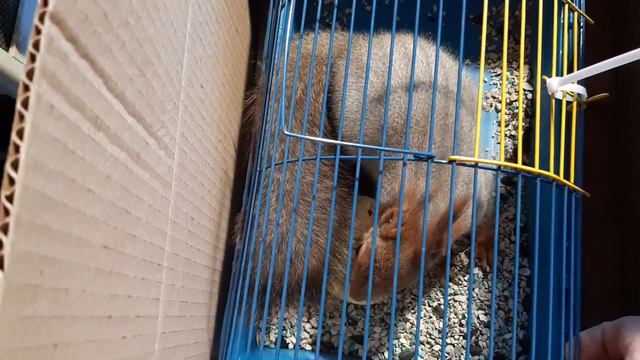 Белочки алтайские смотреть онлайн